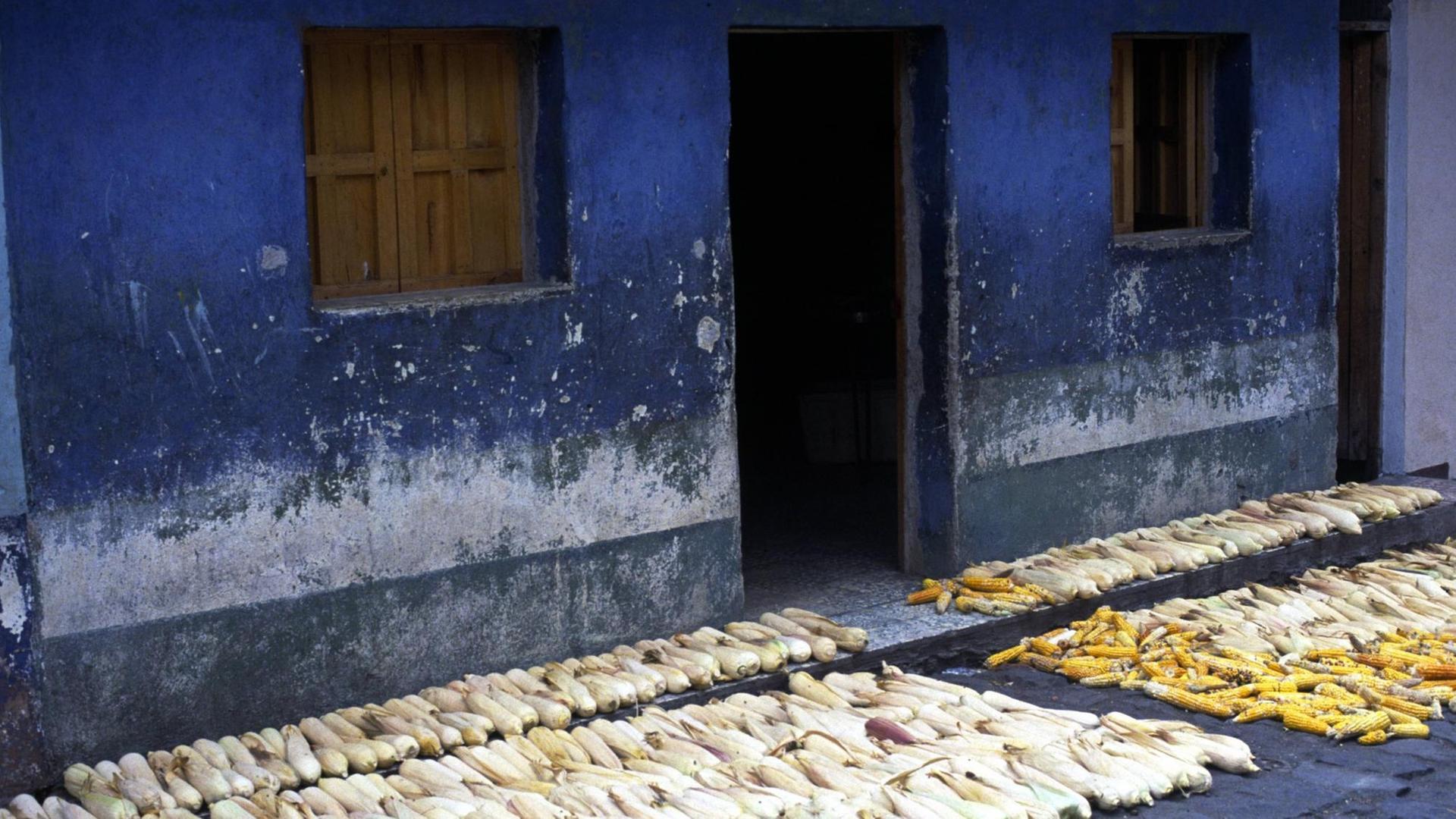 Maiskolben trocknen auf der Straße in dem Ort Santiago Atitlan in Guatemala