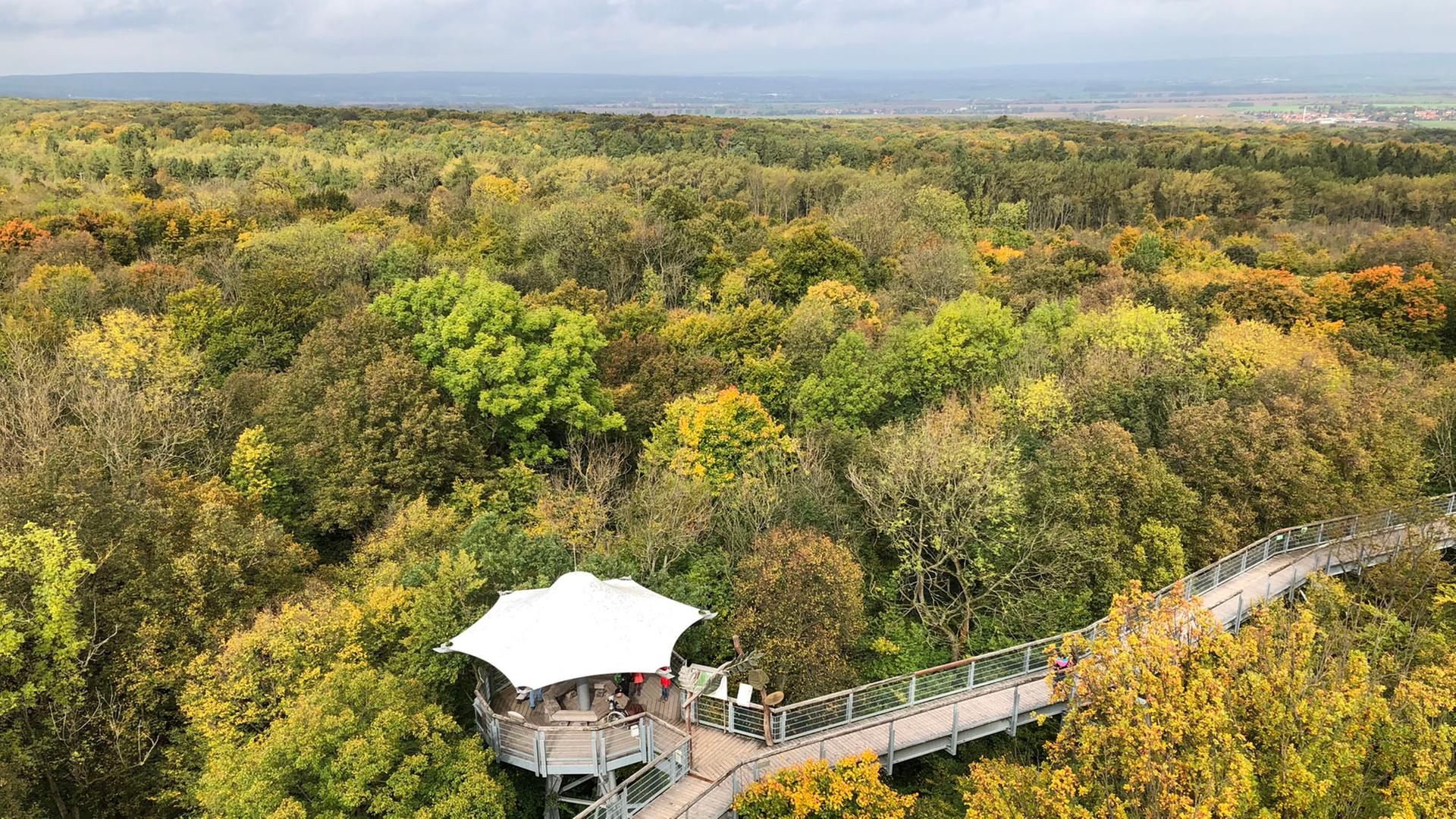 Baumkronenpfad im Thüringer Wald von oben fotografiert Baumkronenpfad im Thüringer Wald von oben fotografiert
