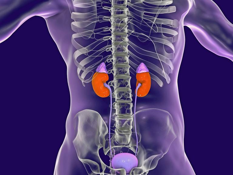 Lage der menschlichen Nieren und Nebennieren (Glandula adrenalis) in einer anatomischen Illustration