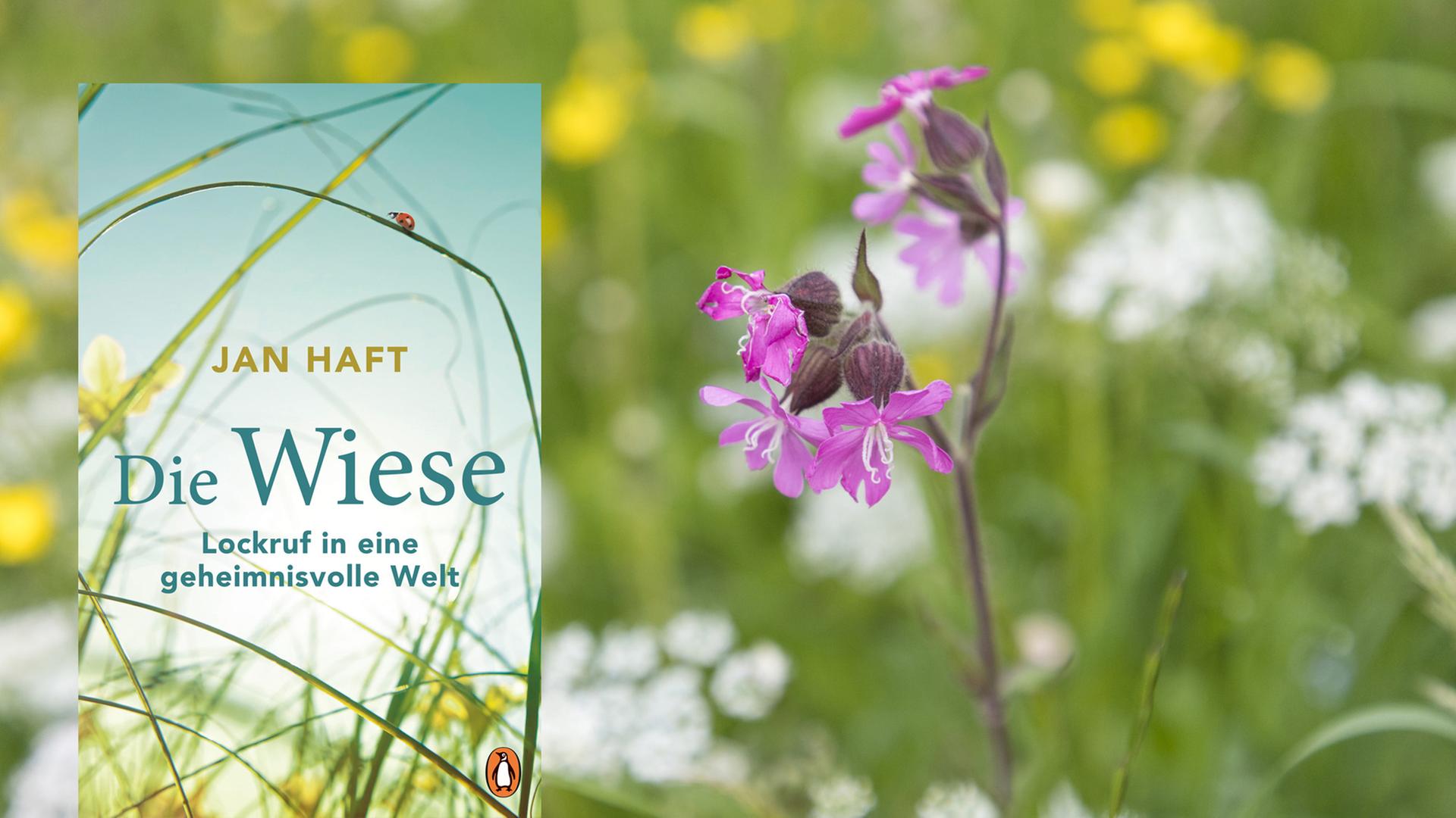 Cover von Jan Haft: Die Wiese, im Hintergrund ist eine Blumenwiese zu sehen Cover von Jan Haft: Die Wiese, im Hintergrund ist eine Blumenwiese zu sehen