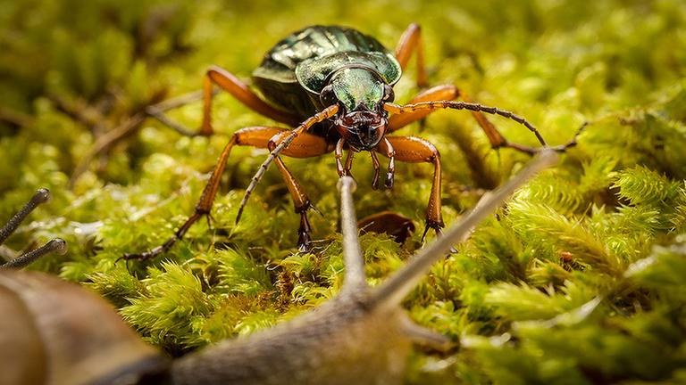 Eine Szene mit einem Käfer aus dem Film "Winzige Wunder - Gottes Lieblinge", der auf dem Green Screen Naturfilmfestival in Eckernförde zu sehen ist. Eine Szene mit einem Käfer aus dem Film "Winzige Wunder - Gottes Lieblinge", der auf dem Green Screen Naturfilmfestival in Eckernförde zu sehen ist.
