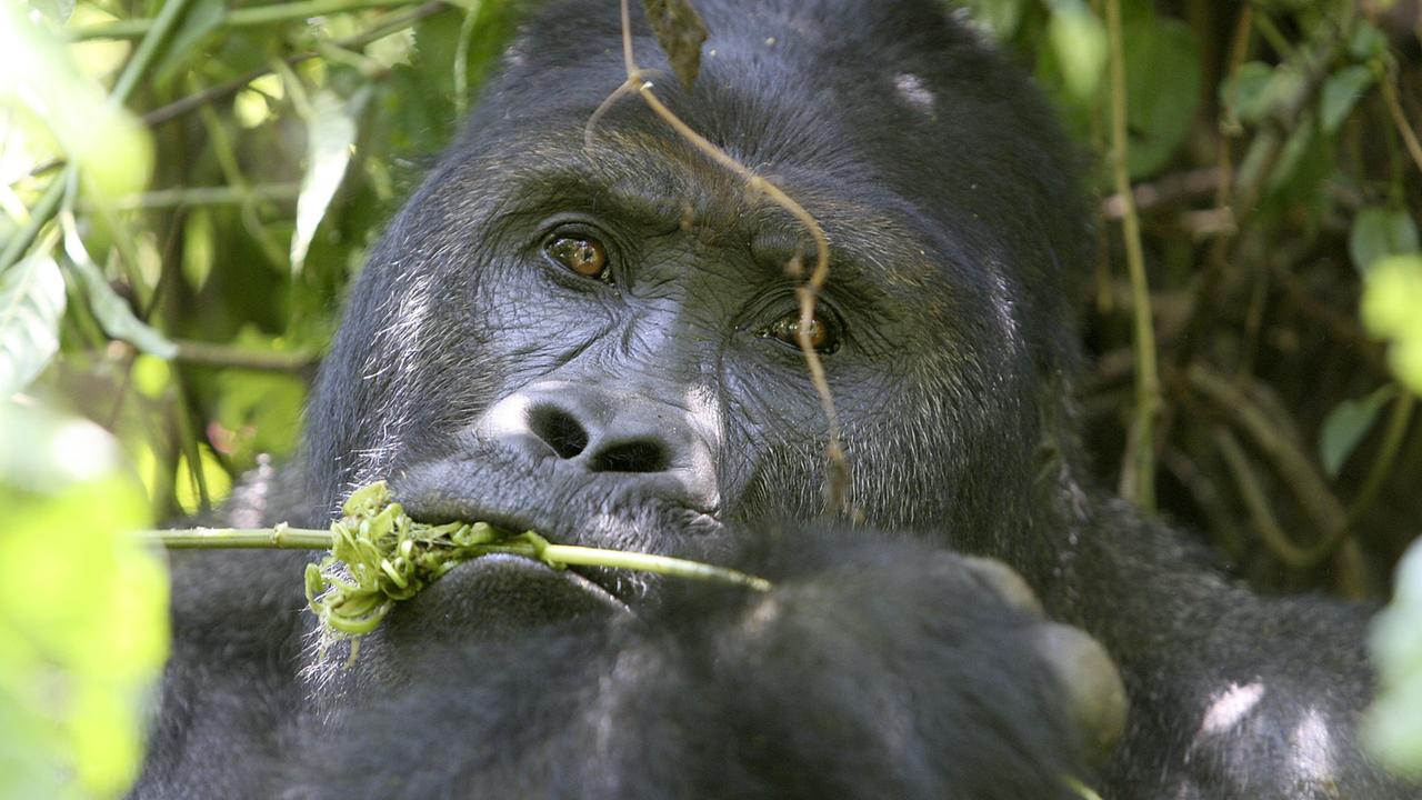 Ein Berggorilla verzehrt Pflanzenblätter im kongolesischen Urwald.
