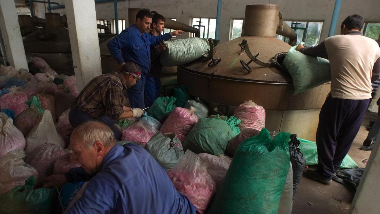Arbeiter füllen in einer Rosenöl-Fabrik in der Nähe der bulgarischen Stadt Karlowo Destilliergeräte mit Rosenblüten. Arbeiter füllen in einer Rosenöl-Fabrik in der Nähe der bulgarischen Stadt Karlowo Destilliergeräte mit Rosenblüten.