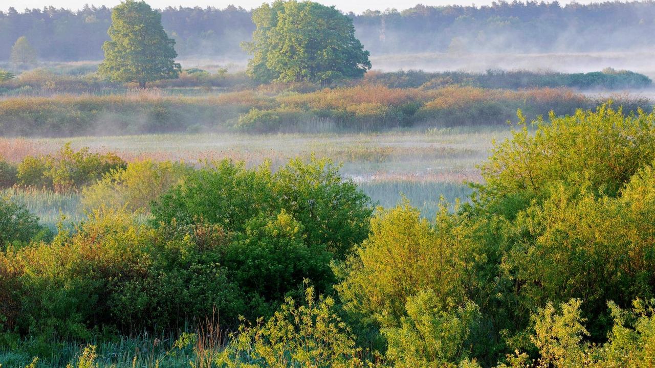 Der Nationalpark in Polen, Biebrza-Tal, im Morgennebel. Der Nationalpark in Polen, Biebrza-Tal, im Morgennebel.