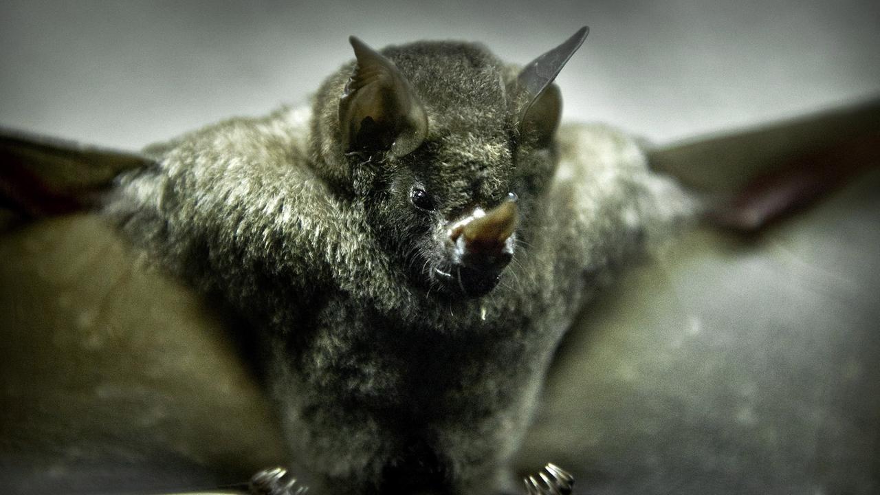 Fledermaus Fledermaus