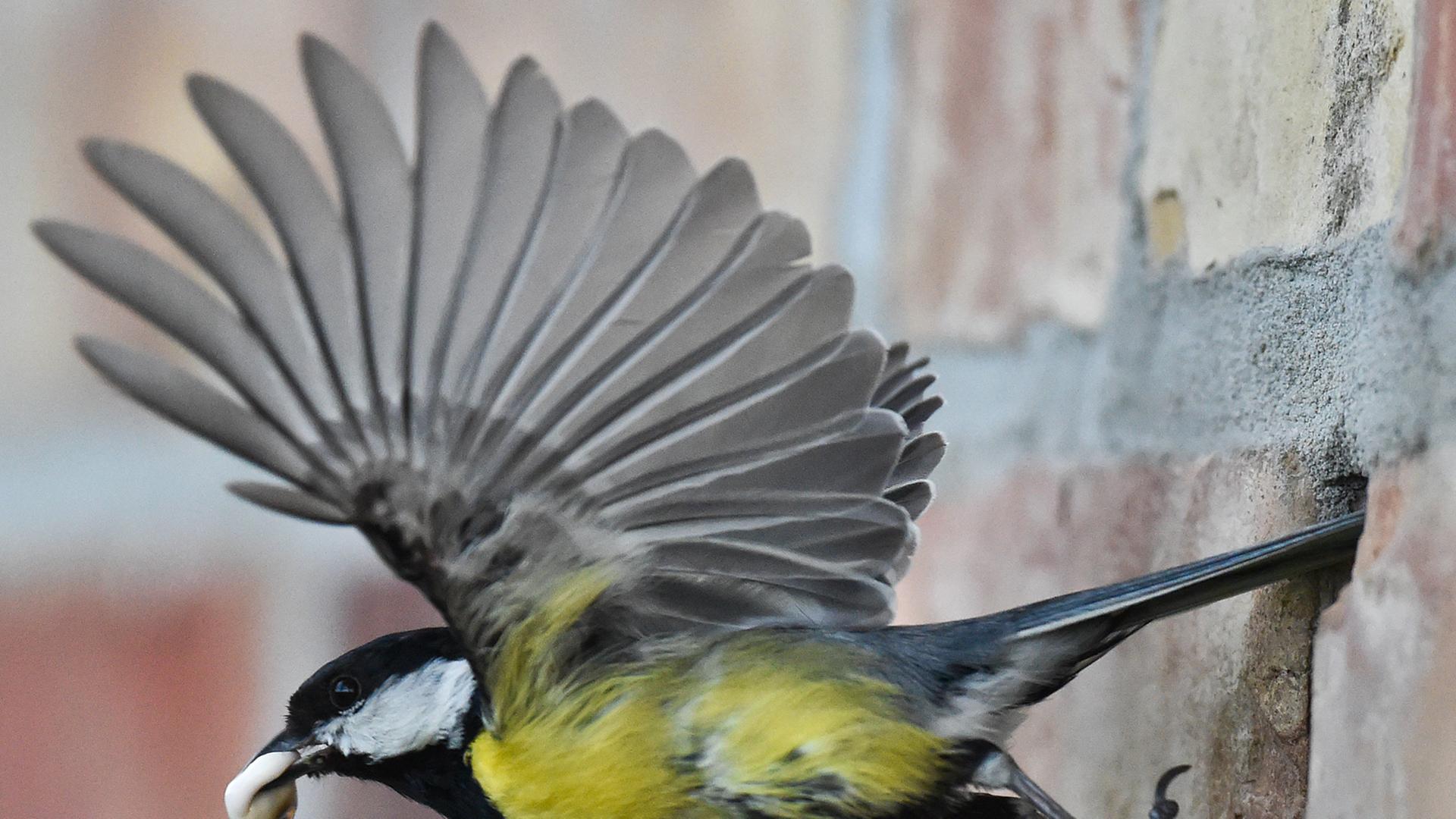 Den Schnabel voller Kot vom Nachwuchs fliegt eine Kohlmeise (Parus major) am 08.05.2014 aus einer Maueröffnung in Petersdorf im Landkreis Oder-Spree (Brandenburg). Den Schnabel voller Kot vom Nachwuchs fliegt eine Kohlmeise (Parus major) am 08.05.2014 aus einer Maueröffnung in Petersdorf im Landkreis Oder-Spree (Brandenburg).