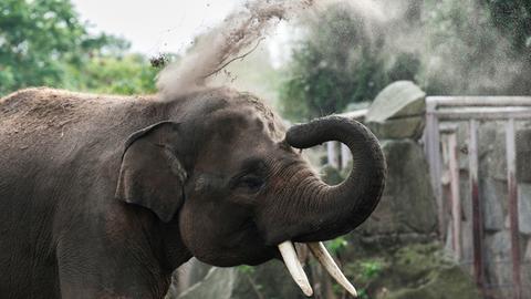 Ein Sumatra-Elefant im Tierpark in Berlin-Friedrichsfelde