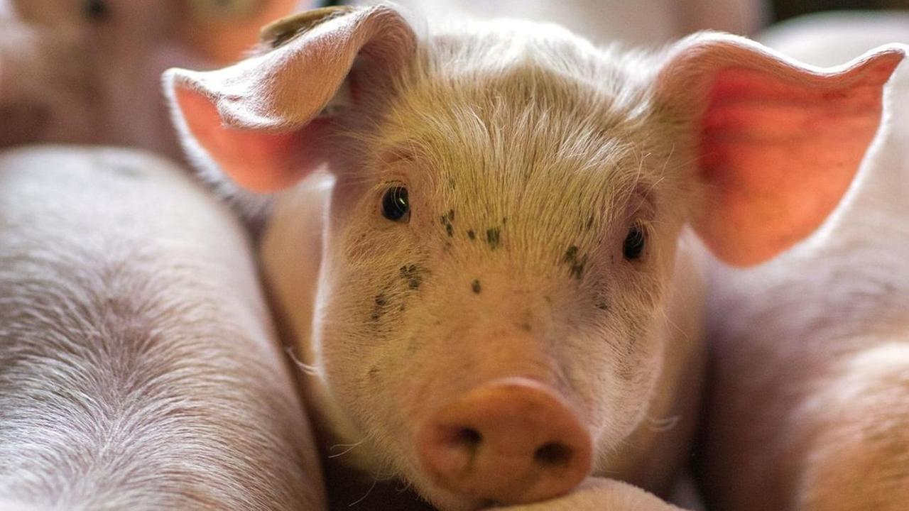 Schweinezuchtbetrieb in Nordwestmecklenburg - wenige Tage alten Ferkel liegen am 21.08.2014 in einer Box in den Abferkelställen der Tierzucht Gut Losten. Schweinezuchtbetrieb in Nordwestmecklenburg - wenige Tage alten Ferkel liegen am 21.08.2014 in einer Box in den Abferkelställen der Tierzucht Gut Losten.