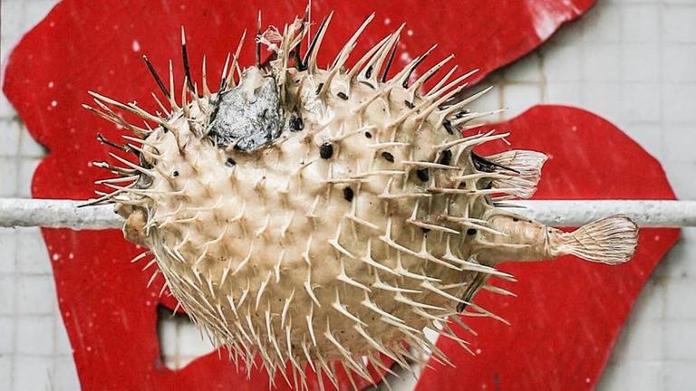 Ein getrockneter japanischer Kugelfisch hängt getrocknet an einem Haken vor einem Fischrestaurant in HongKong. Ein getrockneter japanischer Kugelfisch hängt getrocknet an einem Haken vor einem Fischrestaurant in HongKong.