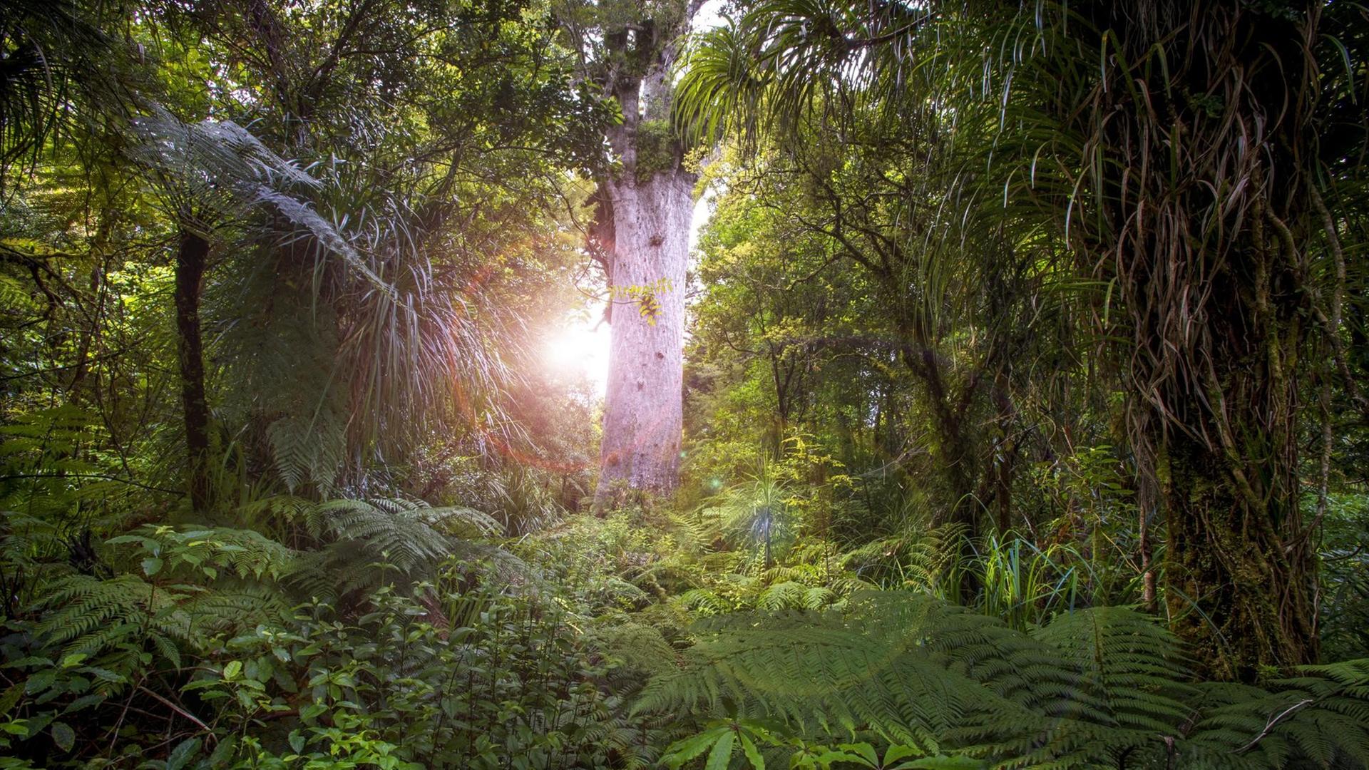 Stimmungsvolles Bild aus dem Urwald in Neuseeland Stimmungsvolles Bild aus dem Urwald in Neuseeland