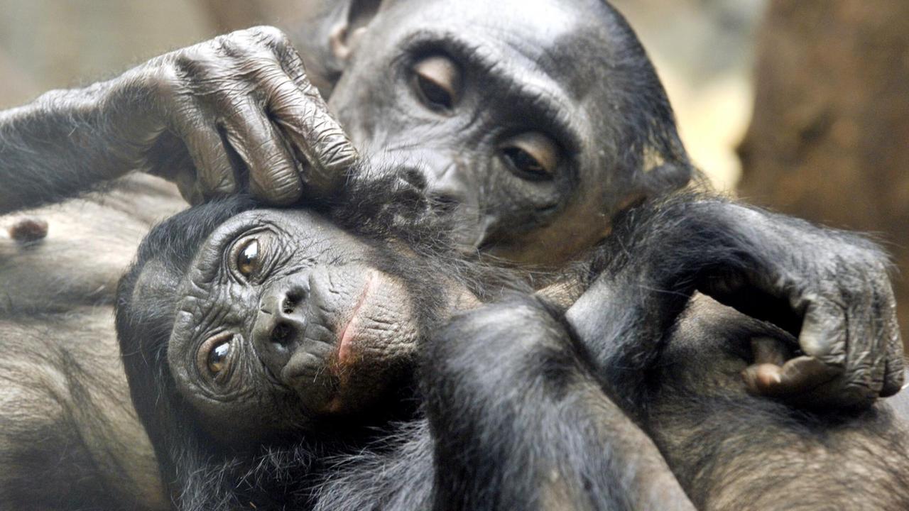 Das schlechte Wetter in ihrem Aussengehege nutzen zwei Bonobo-Affen am Montag (04.04.2011), um sich im Zoo von Frankfurt am Main ausgiebig zu lausen. Die Tiere leben auch in freier Wildbahn in grossen Familienverbänden Das schlechte Wetter in ihrem Aussengehege nutzen zwei Bonobo-Affen am Montag (04.04.2011), um sich im Zoo von Frankfurt am Main ausgiebig zu lausen. Die Tiere leben auch in freier Wildbahn in grossen Familienverbänden