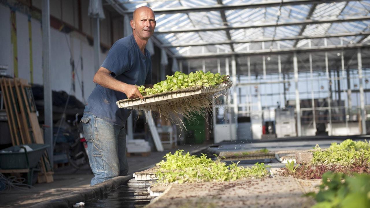 Ein Aquaponik-System in den Niederlanden. Aquaponik bezeichnet ein Verfahren, das Techniken der Aufzucht von Fischen in Aquakultur und der Kultivierung von Nutzpflanzen mittels Hydrokultur verbindet. Ein Aquaponik-System in den Niederlanden. Aquaponik bezeichnet ein Verfahren, das Techniken der Aufzucht von Fischen in Aquakultur und der Kultivierung von Nutzpflanzen mittels Hydrokultur verbindet.