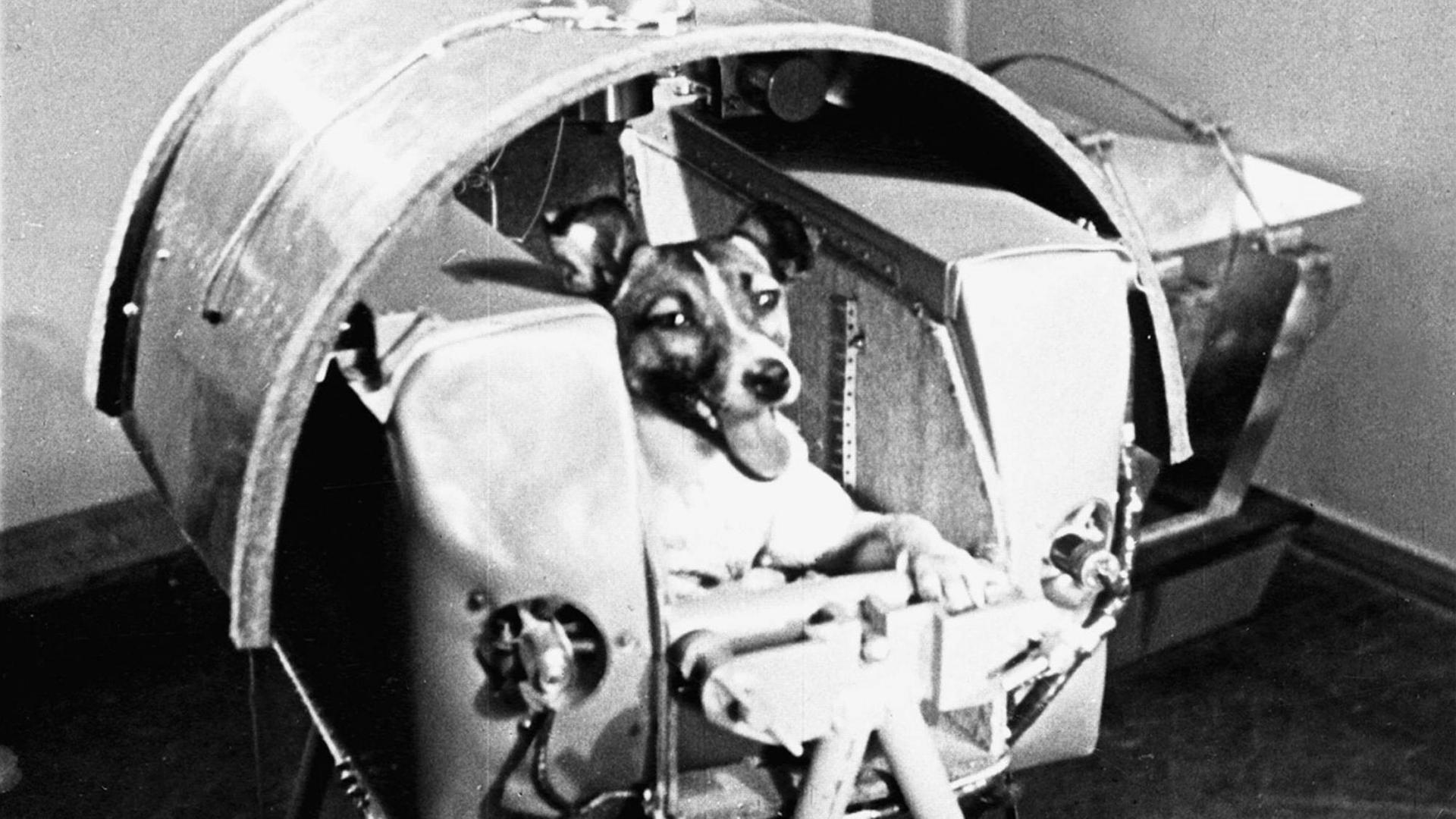 Das Bild zeigt Laika in einem Sputnik-2 Modell. Ein Mischlingshund namens Laika, der in einer Straße aufgegriffen wurde, wurde das erste Tier, das den ersten Raumflug machte. Das Bild zeigt Laika in einem Sputnik-2 Modell. Ein Mischlingshund namens Laika, der in einer Straße aufgegriffen wurde, wurde das erste Tier, das den ersten Raumflug machte.