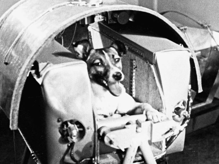 Das Bild zeigt Laika in einem Sputnik-2 Modell. Ein Mischlingshund namens Laika, der in einer Straße aufgegriffen wurde, wurde das erste Tier, das den ersten Raumflug machte.