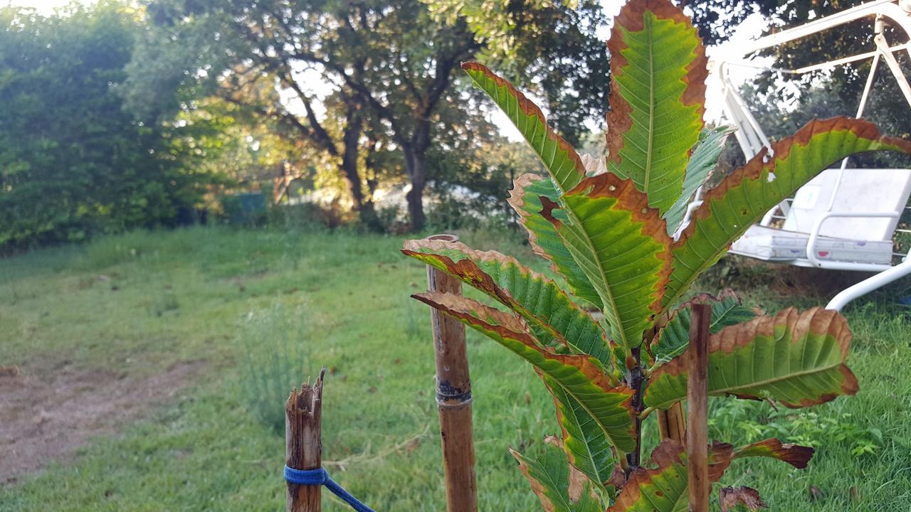Eine junge Kastanie mit leicht welken Blättern im Garten von Ofer Waldmans Haus.