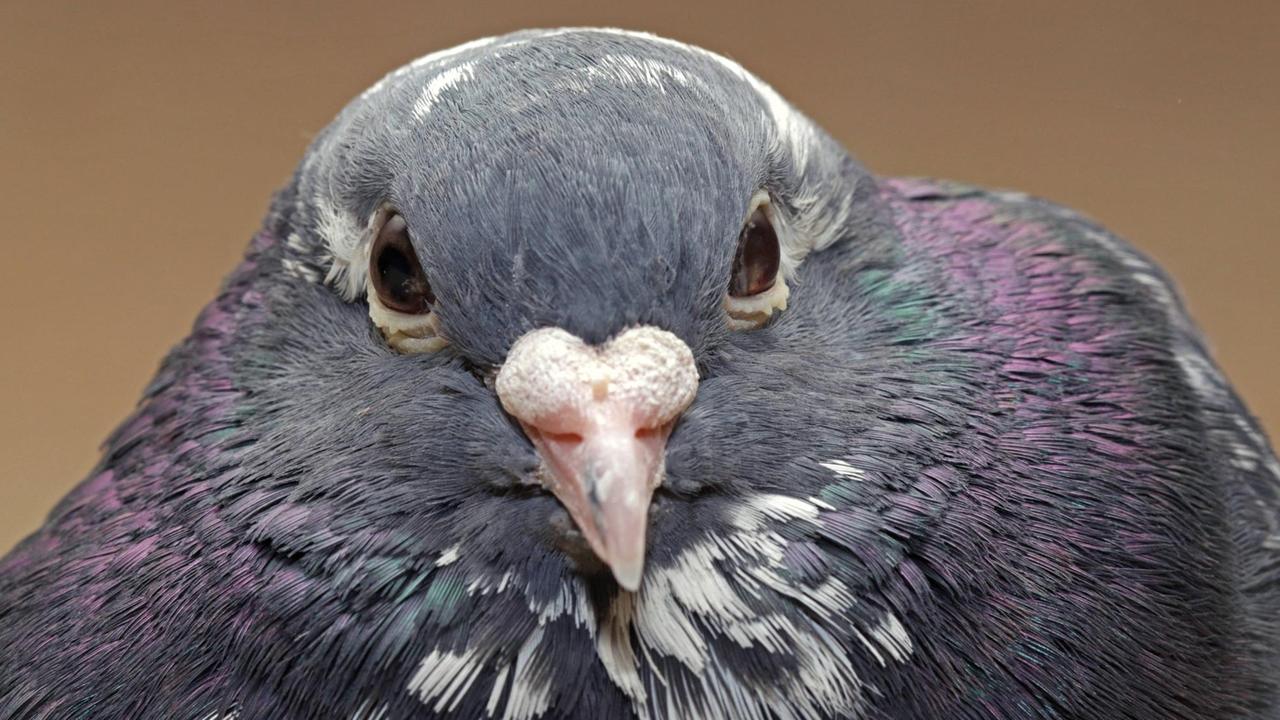 Porträt einer Taube