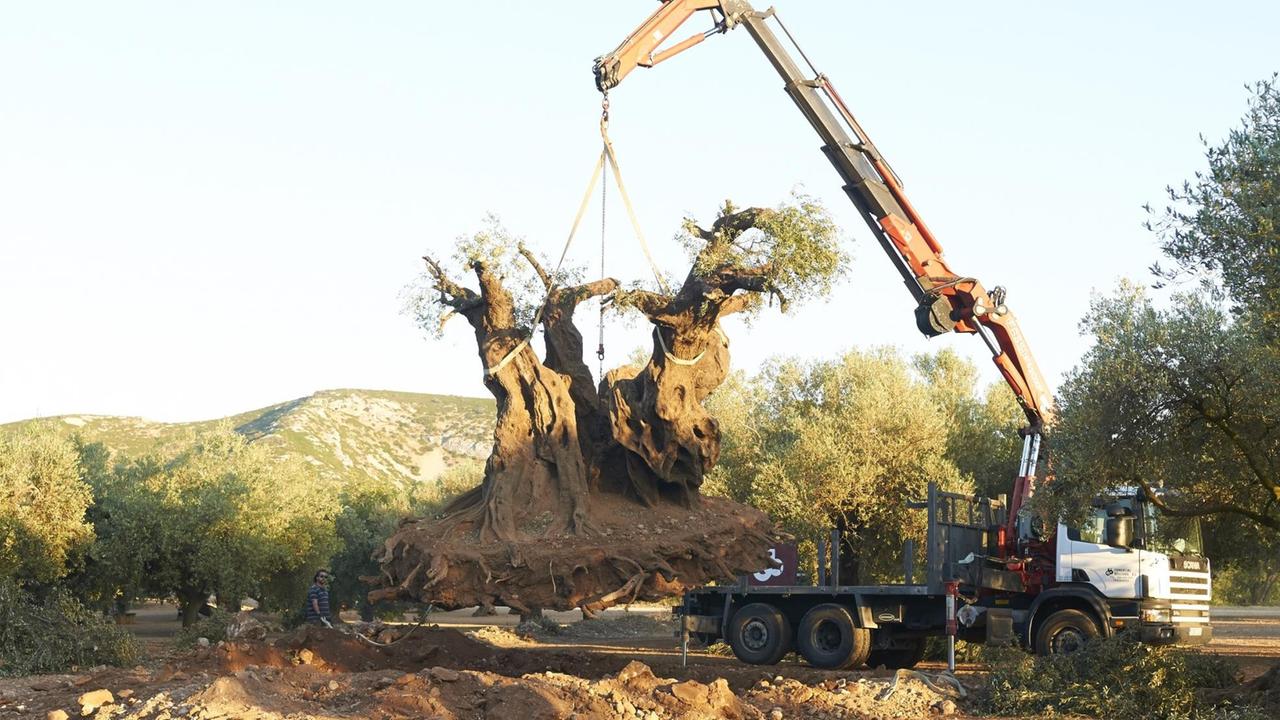 Der 2000 Jahre alten Olivenbaum von Almas Familie wird nach Deutschland verkauft. Seitdem redet ihr Großvater nicht mehr. Sie begibt sich auf die Suche nach dem Baum. Der 2000 Jahre alten Olivenbaum von Almas Familie wird nach Deutschland verkauft. Seitdem redet ihr Großvater nicht mehr. Sie begibt sich auf die Suche nach dem Baum.