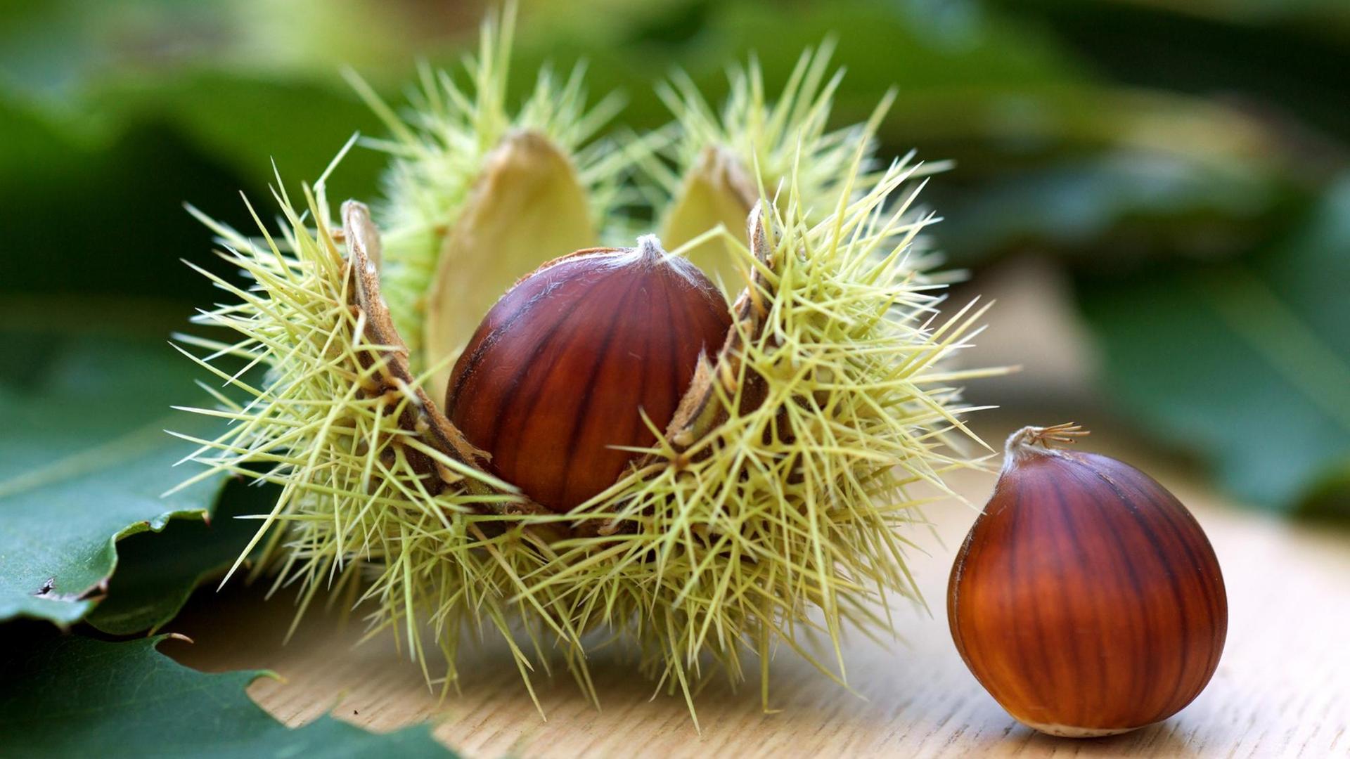 Die Früchte einer Esskastanie, auch Maronen genannt, liegen mit ihrer aufgesprungenen, stacheligen Schale und Blättern auf einem Tisch. Die Früchte einer Esskastanie, auch Maronen genannt, liegen mit ihrer aufgesprungenen, stacheligen Schale und Blättern auf einem Tisch.