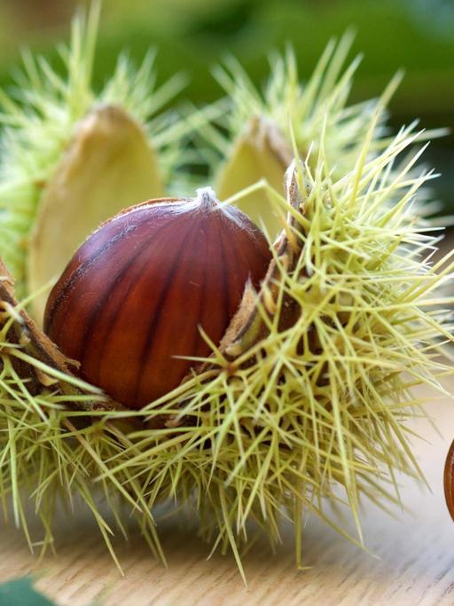 Die Früchte einer Esskastanie, auch Maronen genannt, liegen mit ihrer aufgesprungenen, stacheligen Schale und Blättern auf einem Tisch.