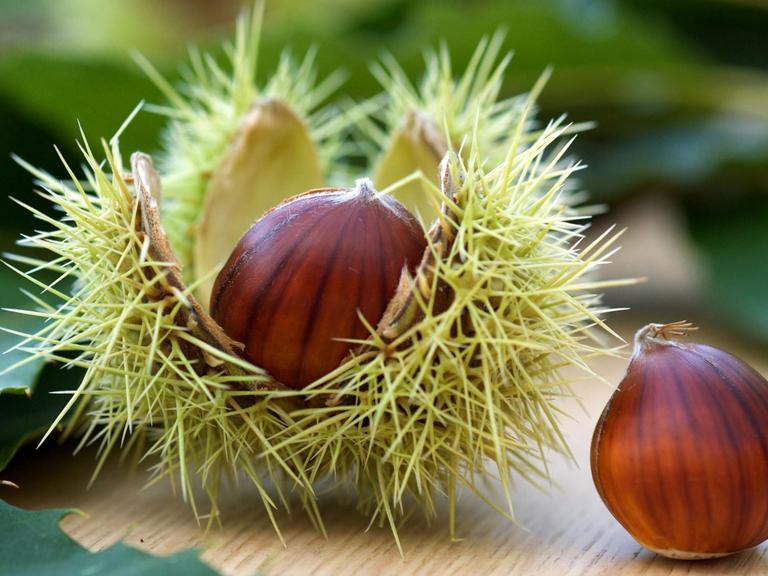 Die Früchte einer Esskastanie, auch Maronen genannt, liegen mit ihrer aufgesprungenen, stacheligen Schale und Blättern auf einem Tisch.