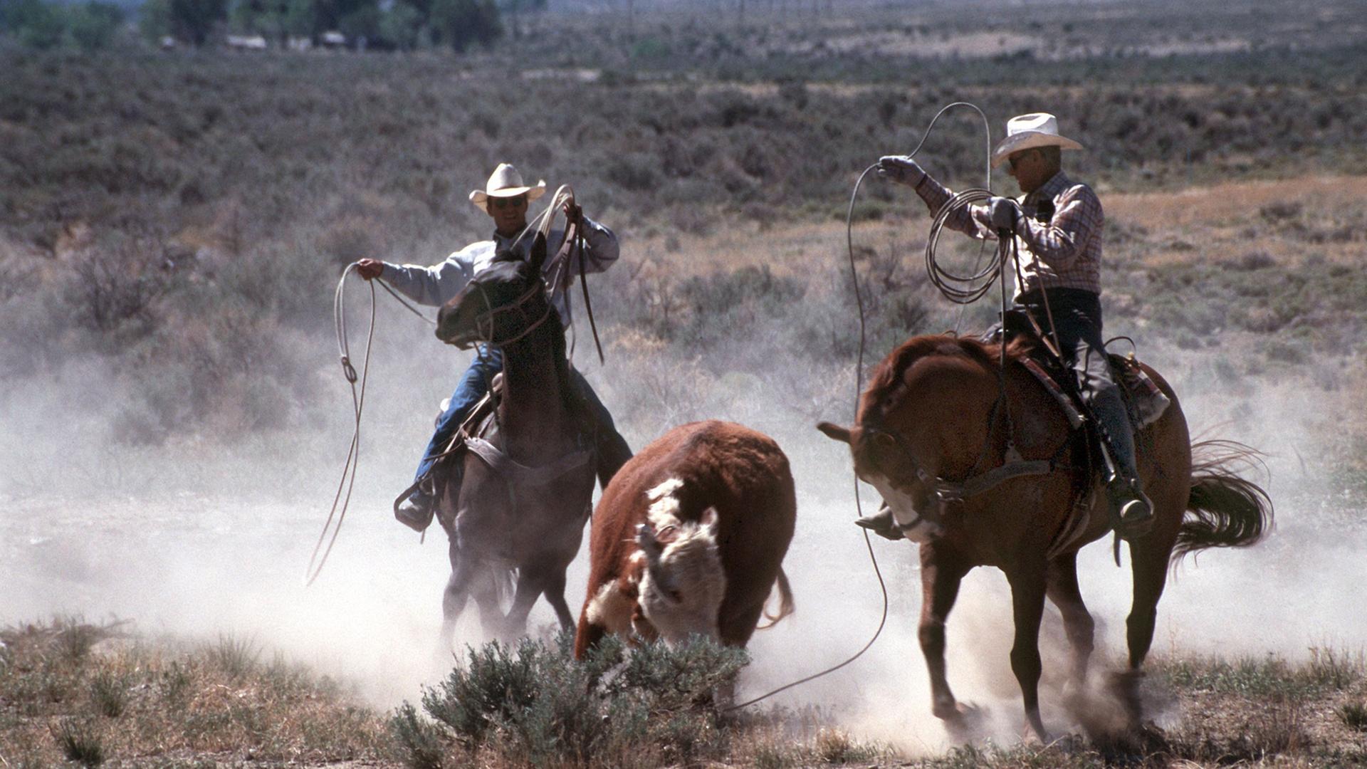 Zwei Cowboys zu Pferde treiben ein Rind mit Lassos zur Herde zurück. Zwei Cowboys zu Pferde treiben ein Rind mit Lassos zur Herde zurück.