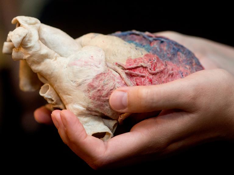 Ein Teilnehmer einer Sonderführung für Blinde und Sehbehinderte ertastet am 20.05.2014 in München in der Ausstellung "Körperwelten" ein plastiniertes Herz.