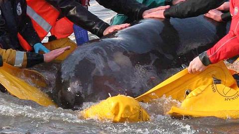 Januar 2006: Helfer hieven einen Entenwal, der in der Themse gestrandet war, auf einen mit weichen Matten gepolsterten Lastkahn.