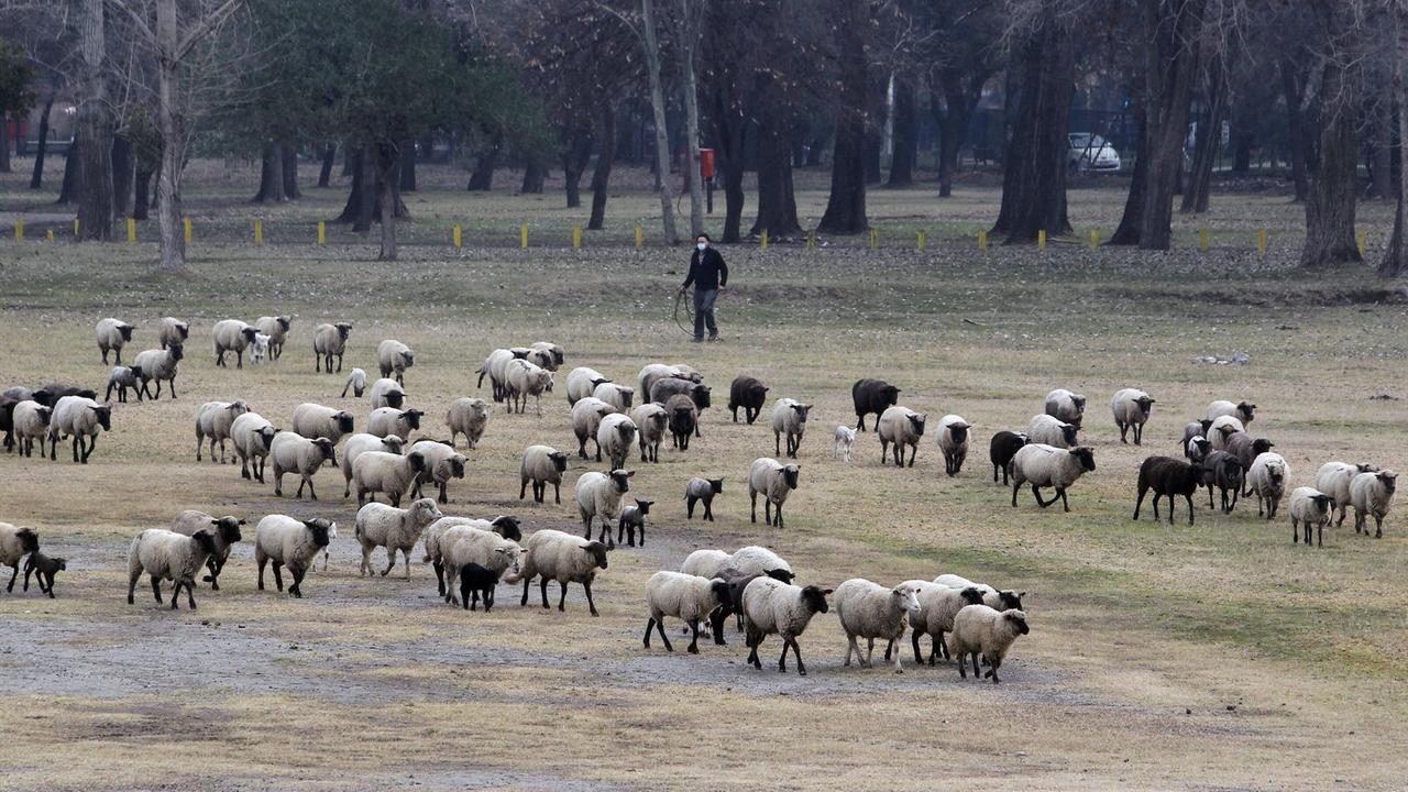 Schafe im Padre Hurtado Park in Santiago, aufgenommen im Juli 2020 Schafe im Padre Hurtado Park in Santiago, aufgenommen im Juli 2020