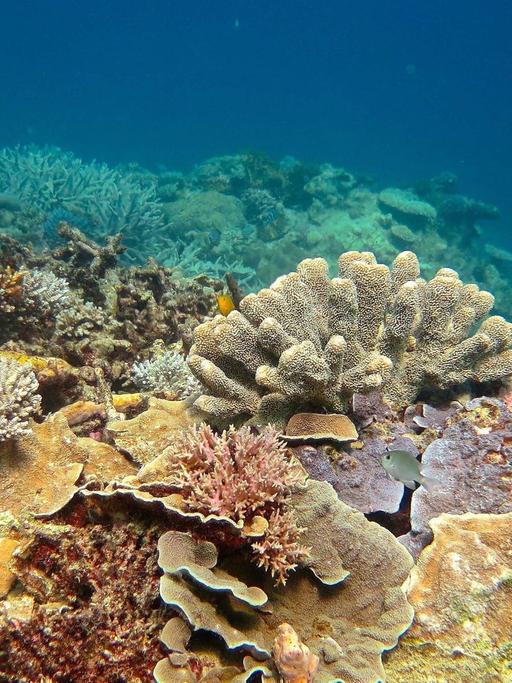 Ein Blick auf das Great Barrier Reef mit abgestorbenen, graugefärbten Korallen.