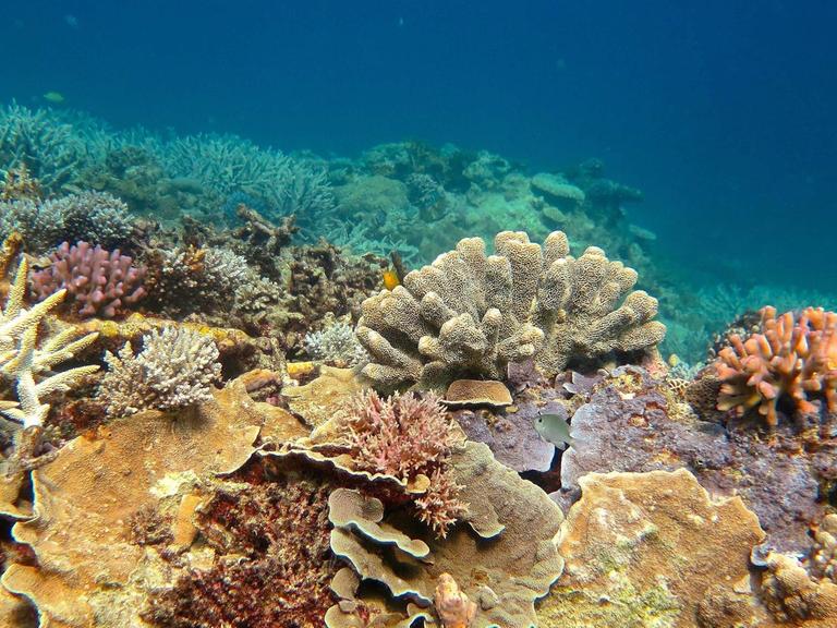 Ein Blick auf das Great Barrier Reef mit abgestorbenen, graugefärbten Korallen.