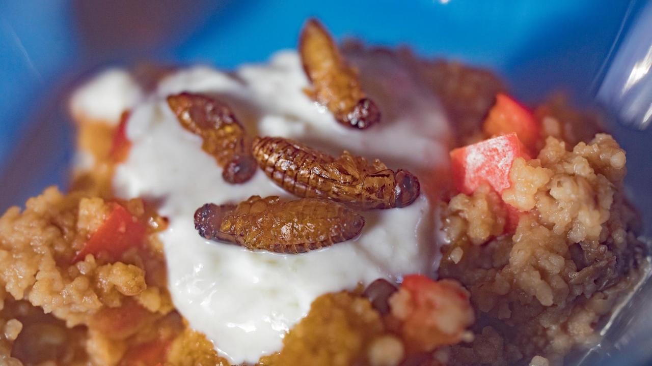 Im Bild frittierte Heimchen, Acheta domesticus, auf Joghurt und Couscous. Im Bild frittierte Heimchen, Acheta domesticus, auf Joghurt und Couscous.