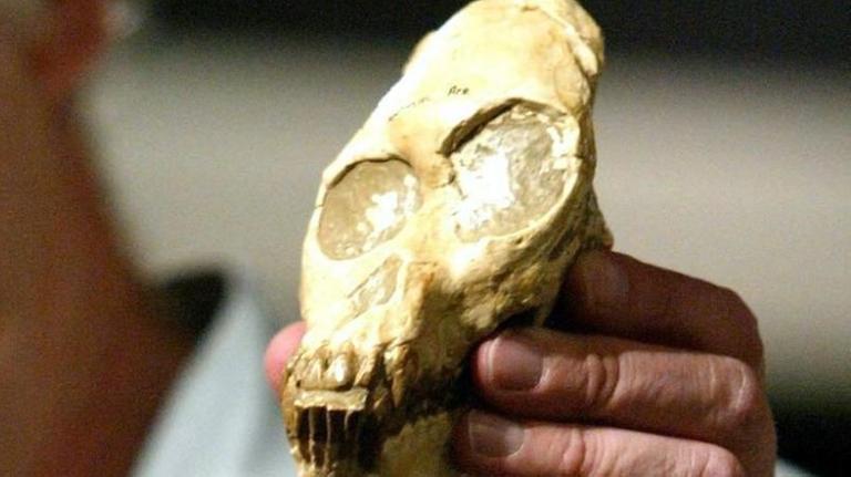 Eine Hand hält in Südafrika einen Schädelabdruck des so genannten "Taung Baby". Eine Hand hält in Südafrika einen Schädelabdruck des so genannten "Taung Baby".