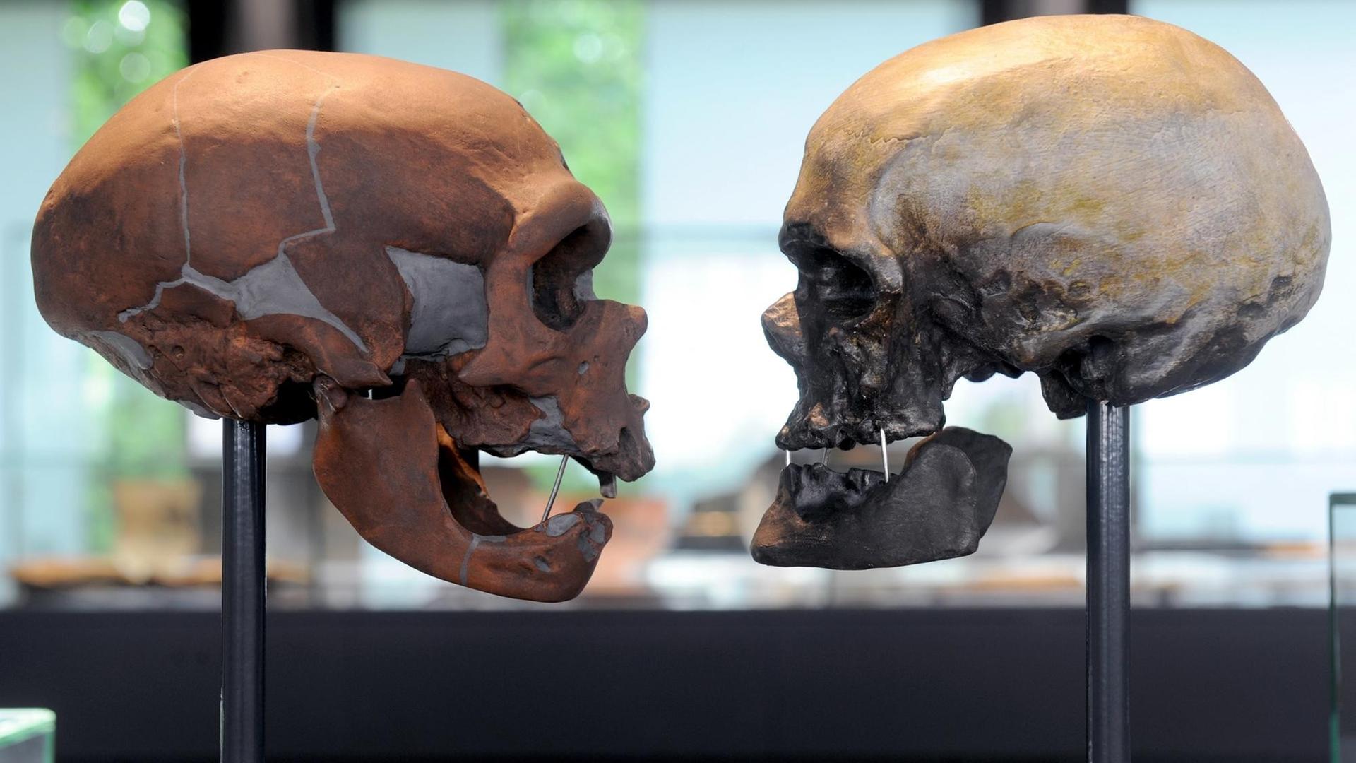 Die Schädel eines neuzeitlichen Menschen (r) und eines Neandertalers sind am 13.05.2011 im Vergleich im Bremer Landesmuseums für Kunst- und Kulturgeschichte "Focke Museum" in Bremen zu sehen. Die Schädel eines neuzeitlichen Menschen (r) und eines Neandertalers sind am 13.05.2011 im Vergleich im Bremer Landesmuseums für Kunst- und Kulturgeschichte "Focke Museum" in Bremen zu sehen.