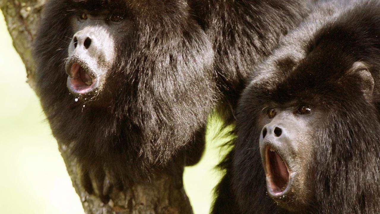 Zwei schwarze Brüllaffen (lat.: Alouatta caraya) sitzen laut rufend und mit weit aufgerissenem Maul auf einem Baum Zwei schwarze Brüllaffen (lat.: Alouatta caraya) sitzen laut rufend und mit weit aufgerissenem Maul auf einem Baum