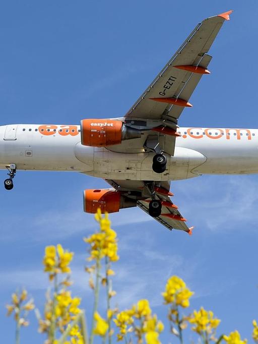 An airplane of the British airline Easyjet prepares to land to Barcelona's airport on June 6, 2016. JOSEP LAGO / AFP
