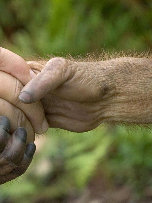 Ein Mensch und ein Orang-Utan Hand in Hand