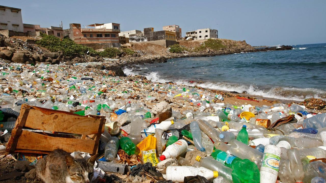 Plastikmüll am Strand von Dakar, Senegal. Im Vordergrund sitzt eine magere Katze Plastikmüll am Strand von Dakar, Senegal. Im Vordergrund sitzt eine magere Katze