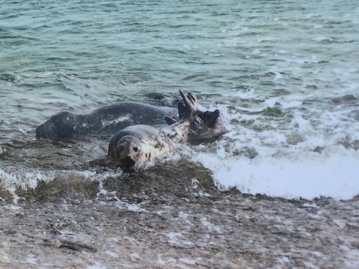 Mehrere Robben liegen im flachen Wasser der Ostsee in der Wismarbucht.