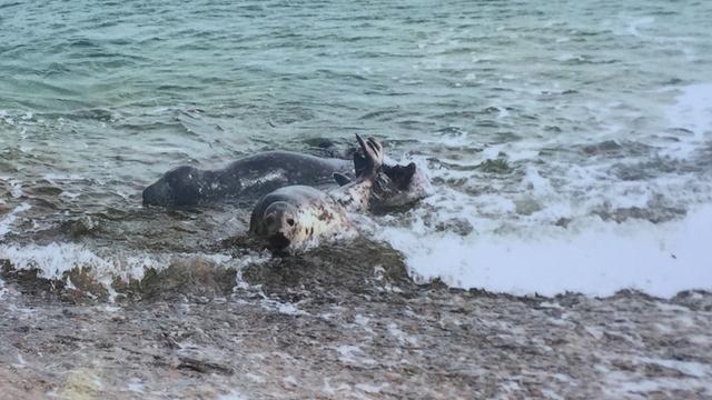 Mehrere Robben liegen im flachen Wasser der Ostsee in der Wismarbucht.