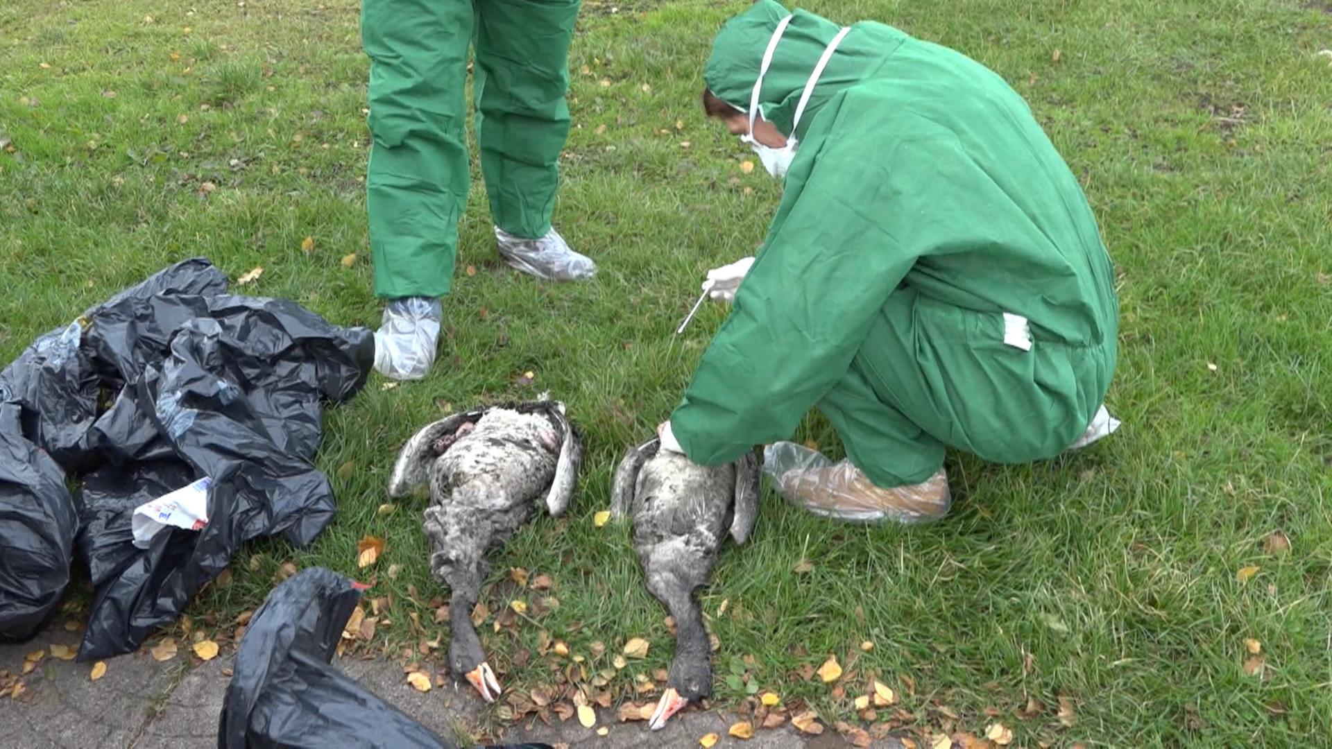 Mitarbeiter des Veterinäramts Plön nehmen Proben von toten Gänsen am Plöner See bei Dersau Mitarbeiter des Veterinäramts Plön nehmen Proben von toten Gänsen am Plöner See bei Dersau