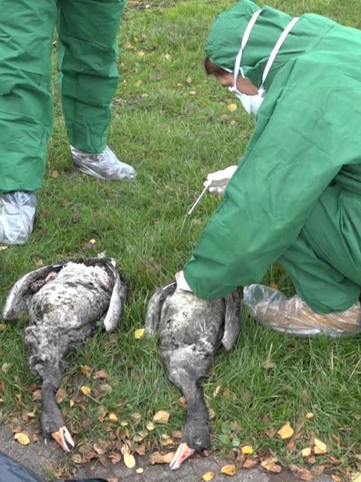 Mitarbeiter des Veterinäramts Plön nehmen Proben von toten Gänsen am Plöner See bei Dersau