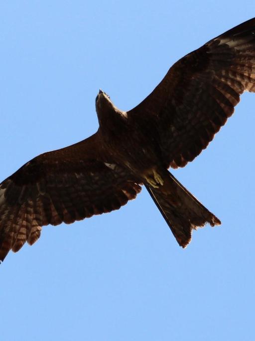 Ein dunkelbrauner großer Vogel mit weitgespannten Schwingen fliegt vor dem Hintergrund des blauen Himmels.