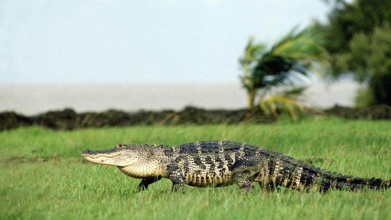 USA, 2007: Pike alligator (Alligator mississippiensis) walking through a swamp.