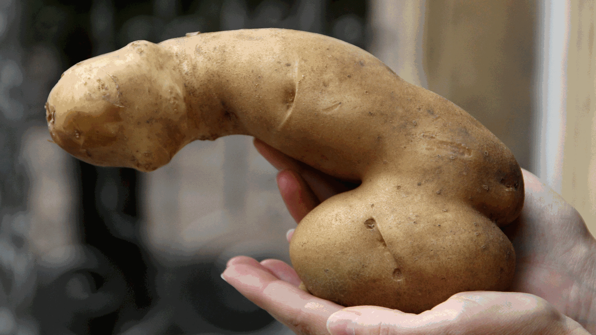 Ist das schon Porno? Eine Kartoffel im Phallus-Format Ist das schon Porno? Eine Kartoffel im Phallus-Format
