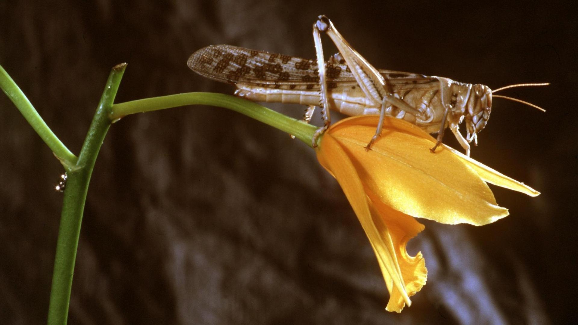 Ein Grashüpfer sitzt auf der Blüte einer gelben Orchidee Ein Grashüpfer sitzt auf der Blüte einer gelben Orchidee