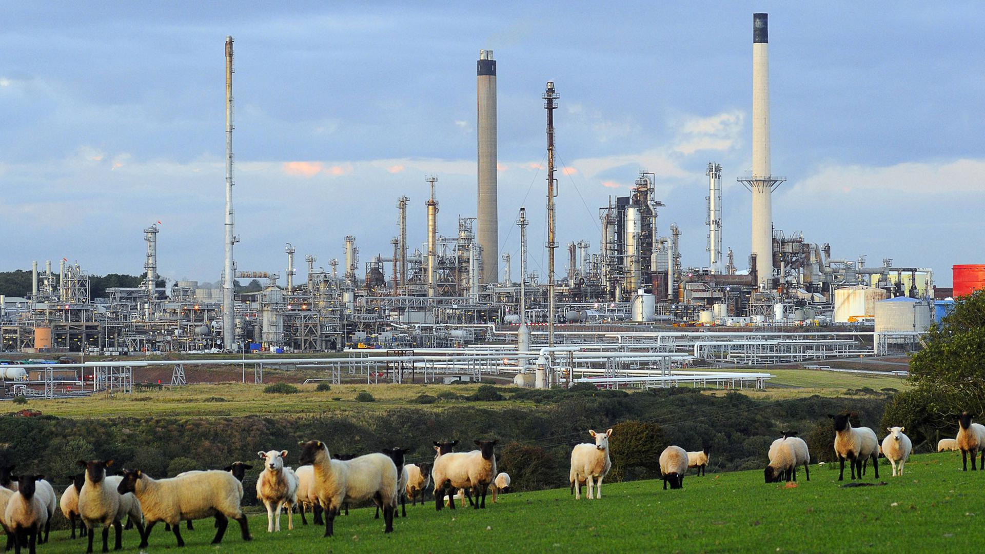 Grasende Schafe vor einer Oelraffinerie in Wales. Grasende Schafe vor einer Oelraffinerie in Wales.