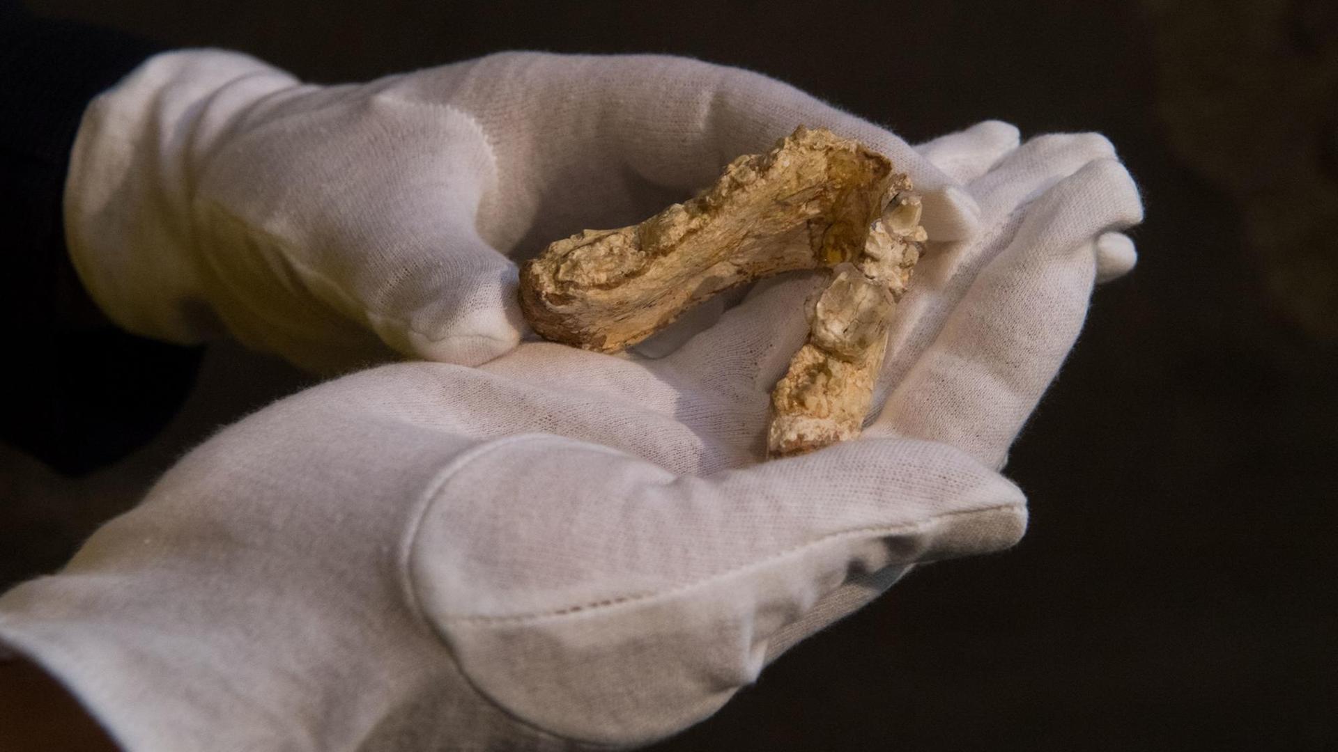 Madelaine Böhme vom Senckenberg Centre for Human Evolution and Palaeoenvironment an der Universität Tübingen hält am 22.05.2017 in Tübingen (Baden-Württemberg) bei der Präsentation zweier Funde des Hominiden Graecopithecus freybergi, einen der beiden Funde, einen Unterkiefer, in der Hand. Madelaine Böhme vom Senckenberg Centre for Human Evolution and Palaeoenvironment an der Universität Tübingen hält am 22.05.2017 in Tübingen (Baden-Württemberg) bei der Präsentation zweier Funde des Hominiden Graecopithecus freybergi, einen der beiden Funde, einen Unterkiefer, in der Hand.
