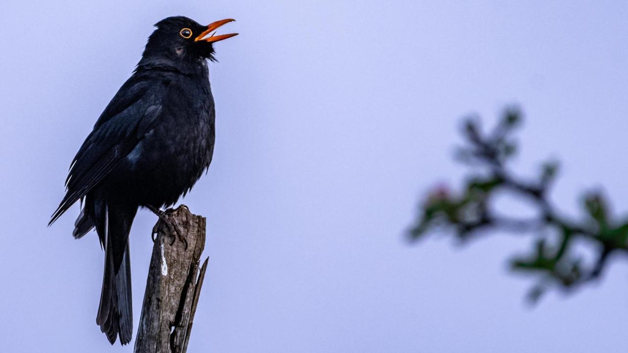Symbolbild,singende Amsel (turdus merula), Foto: F. Schust / Eibner | Verwendung weltweit Symbolbild,singende Amsel (turdus merula), Foto: F. Schust / Eibner | Verwendung weltweit