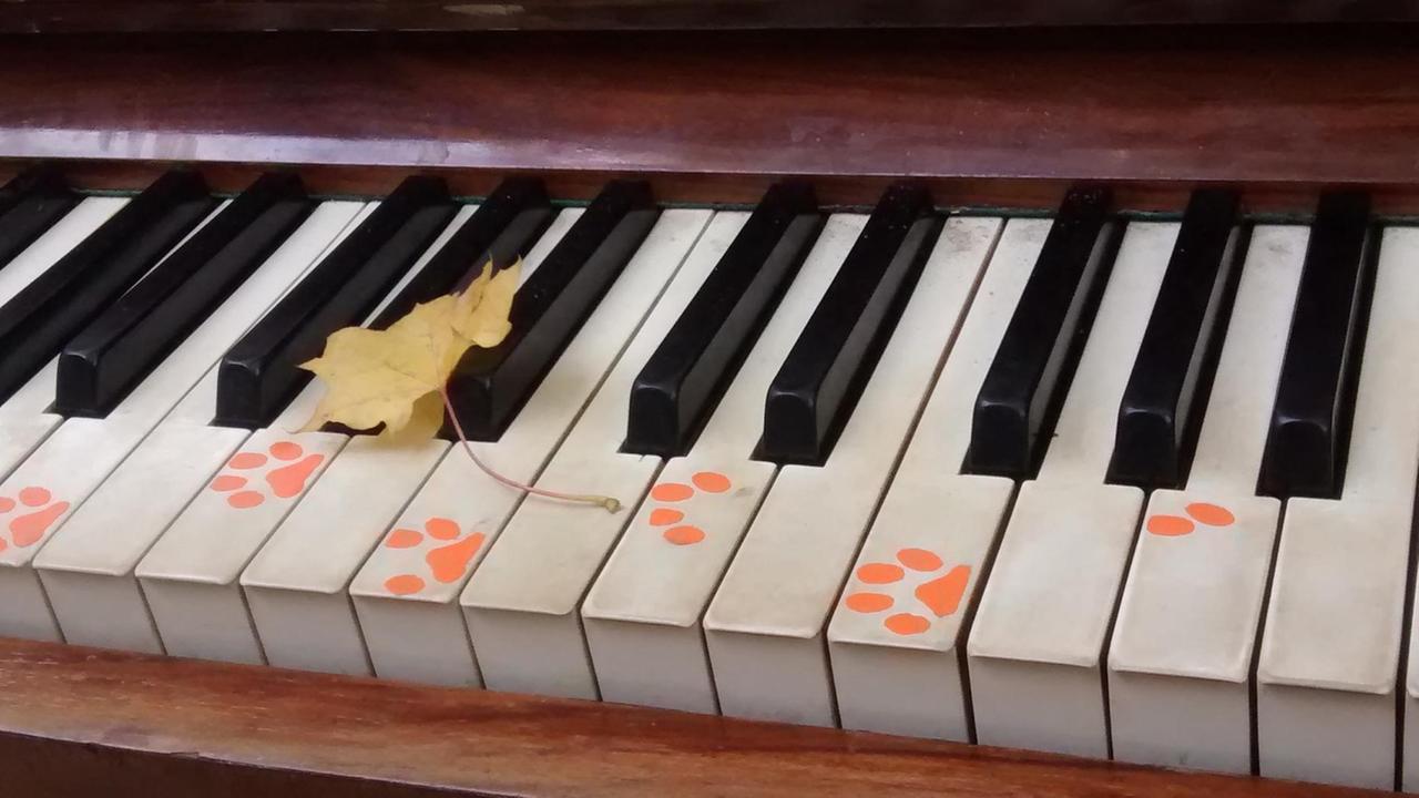 Klaviertasten mit Pfotenabdrücken und einem Blatt, das auf den Tasten liegt.