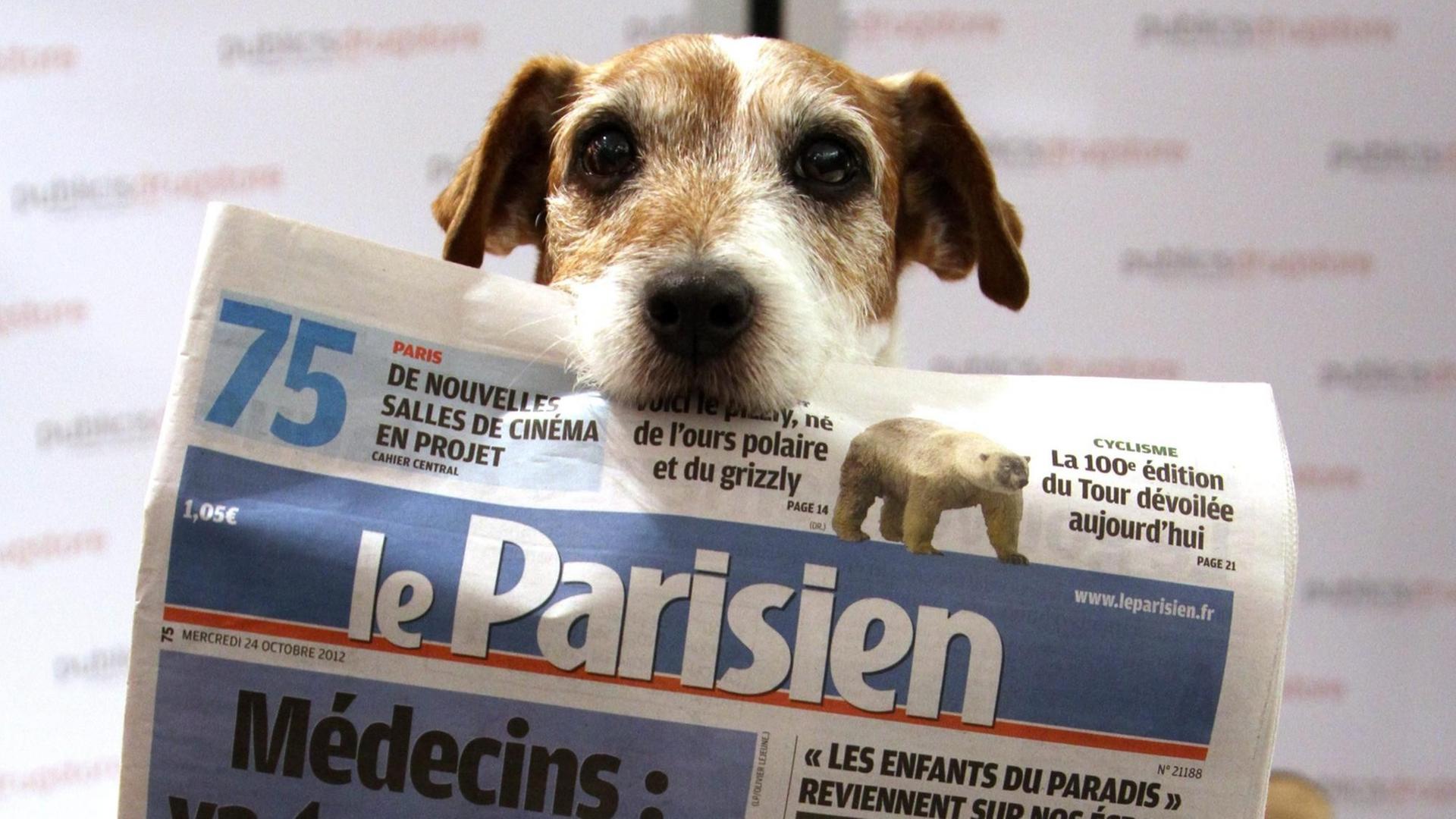 Ein Jack-Russell-Terrier hält eine Ausgabe der französischen Tageszeitung "Le Parisien" im Maul Ein Jack-Russell-Terrier hält eine Ausgabe der französischen Tageszeitung "Le Parisien" im Maul